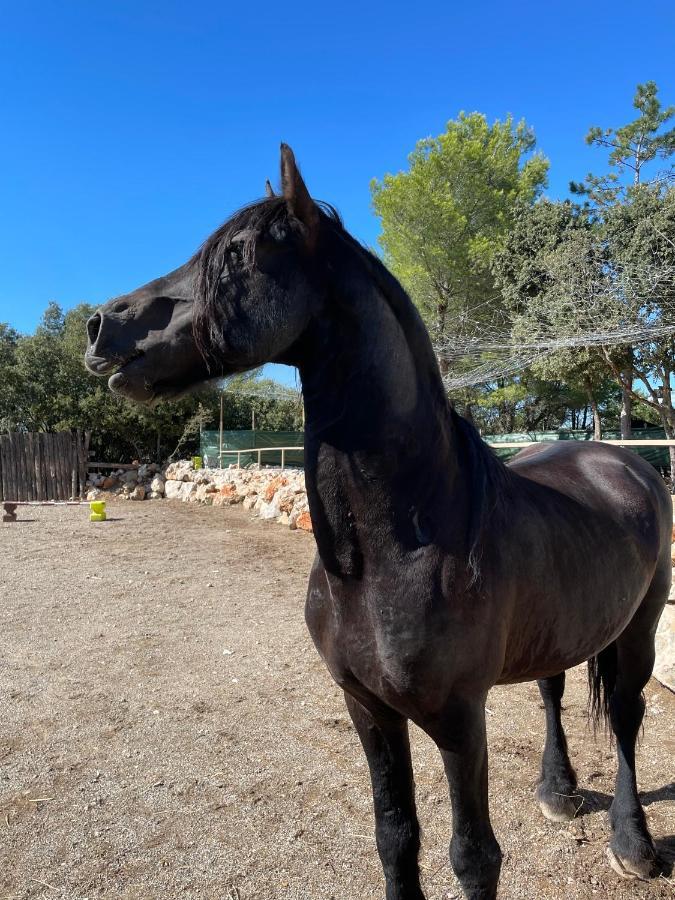 Les Gites Du Parc Animalier De Ginasservis Esterno foto