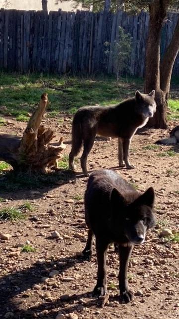 Les Gites Du Parc Animalier De Ginasservis Esterno foto
