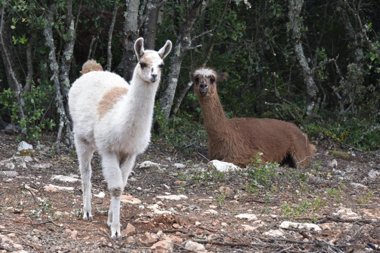 Les Gites Du Parc Animalier De Ginasservis Esterno foto