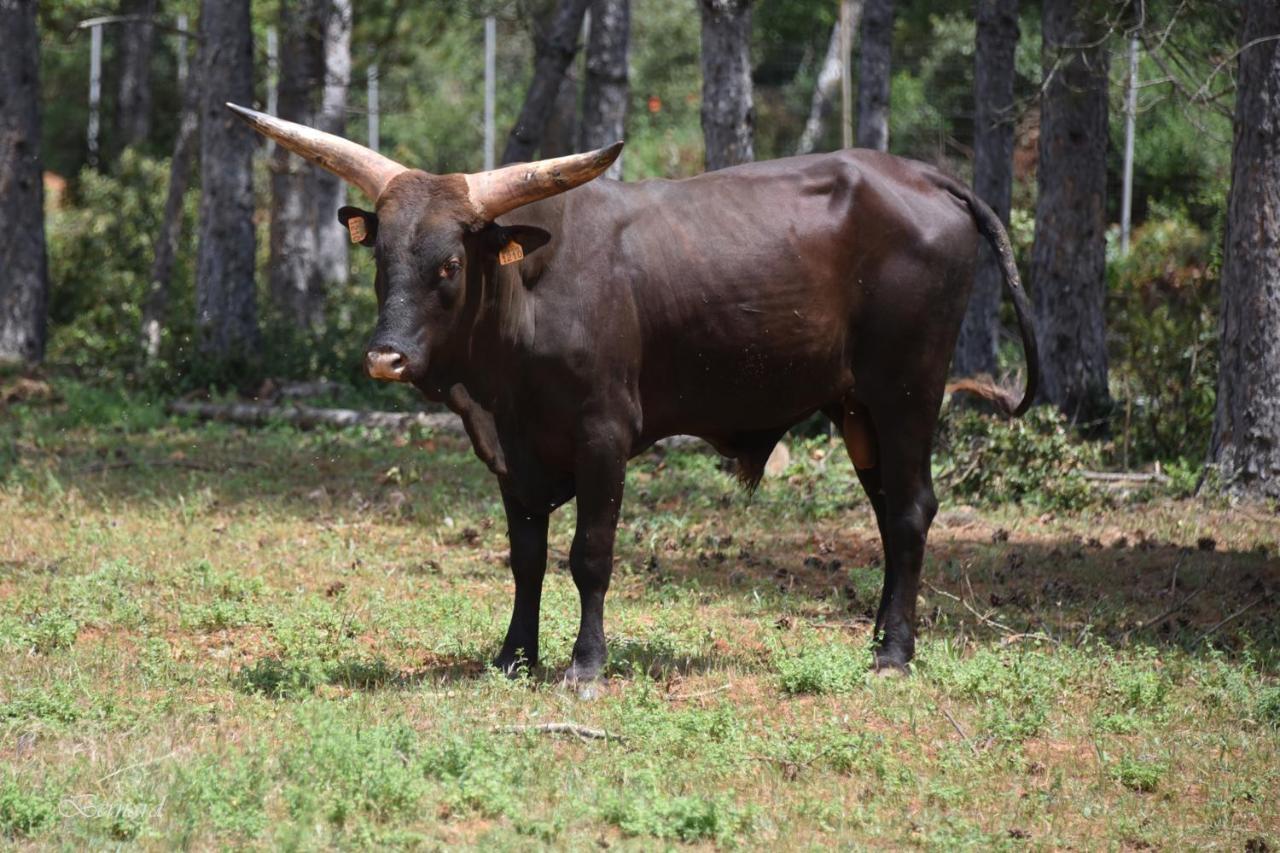 Les Gites Du Parc Animalier De Ginasservis Esterno foto