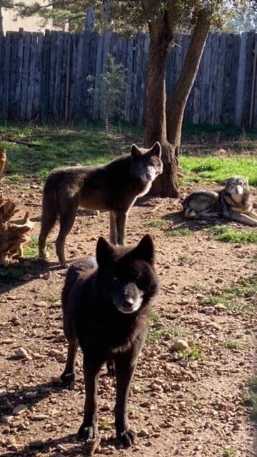 Les Gites Du Parc Animalier De Ginasservis Esterno foto